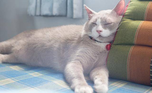 猫咪打呼噜并不是什么大不了的事,只有当它们频繁打呼噜或者呼噜声挺