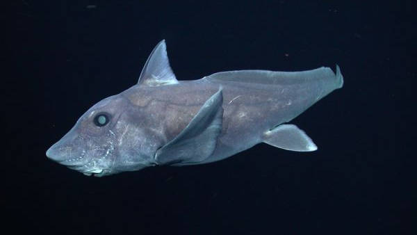 20条最奇怪的鲨鱼,你还见过哪些呢?_牙齿_软体动物_哥斯拉
