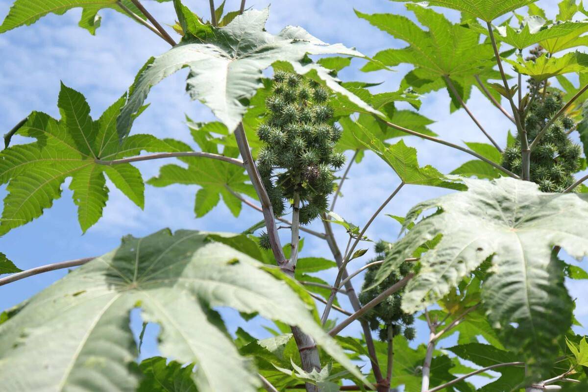 原创蓖麻被称为完美毒药含有致命毒素为何我国还曾广泛种植