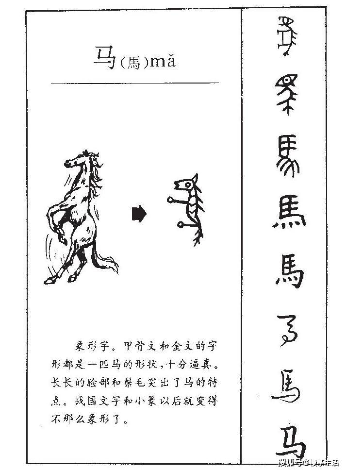 马驹的拼音 来自搜狐网