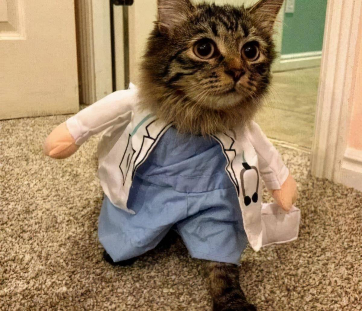 原创40张憨猫照片被国外网友传播笑死人傻猫真不是白叫的