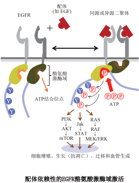 下游信号通路蛋白可与egfr上磷酸化的酪氨酸位点结合,引起细胞内不同