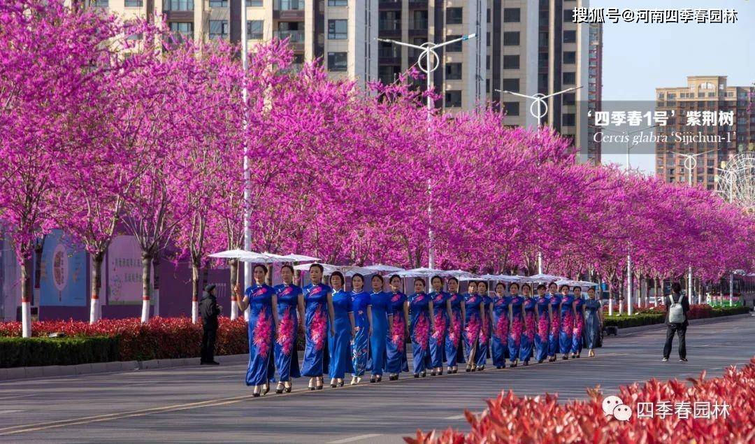 河南四季春园林艺术工程有限公司董事长张林与紫荆树的情缘_发展_新