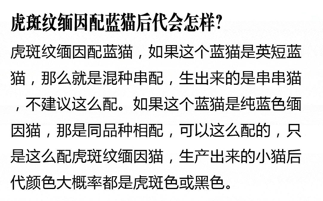 银渐层和缅因猫的串?出售纯种缅因猫?缅因猫的十大忠告?缅因猫遛猫?