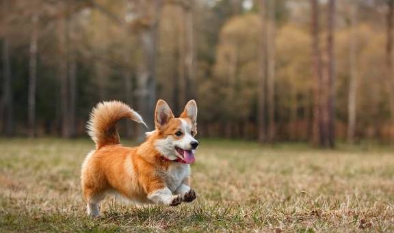 犬小短腿的由来现在我们经常见到的柯基大多是彭布罗克威尔士柯基犬