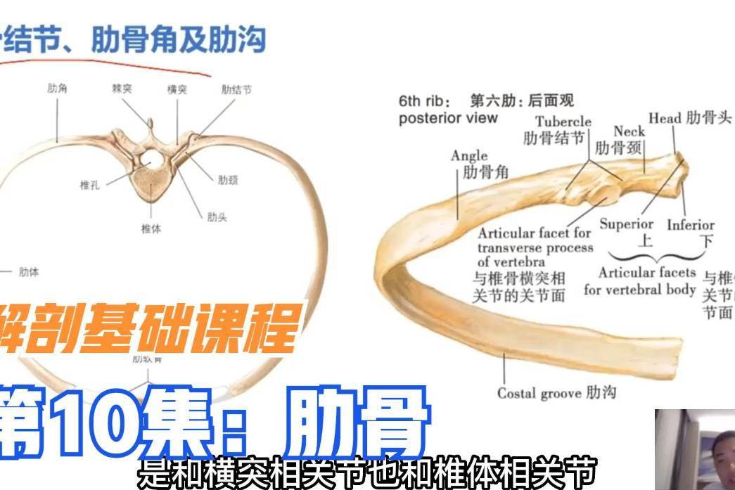 三个好医生内部解剖基础课程，详解肋骨结构及功能，很详细很好懂