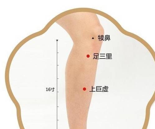 犊鼻穴——治疗膝关节病的特效穴！