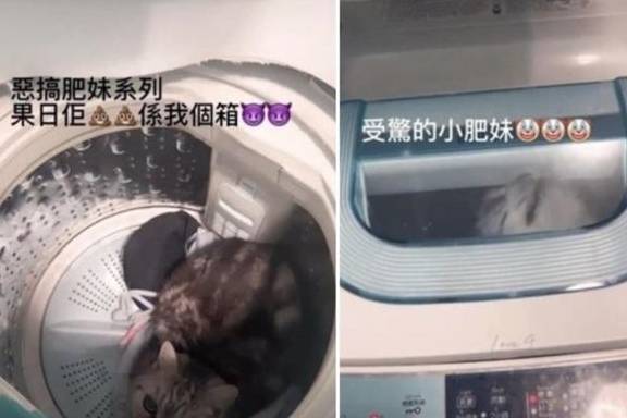 把猫咪关洗衣机扭转14秒！女星发可怜画面惹公愤~