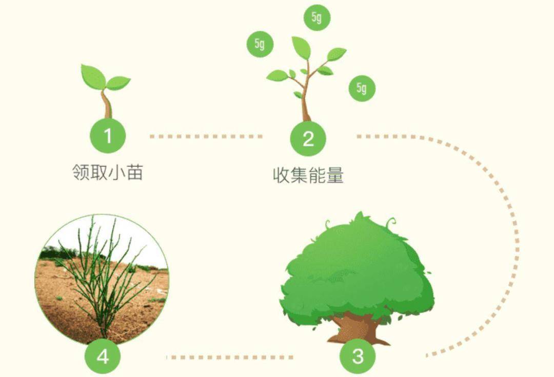 蚂蚁丛林是圈套？马云许诺每年种1亿棵树，现在那些树怎么样了？