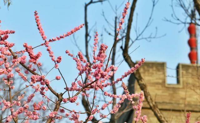 实香！西安地标换上“花衣裳”