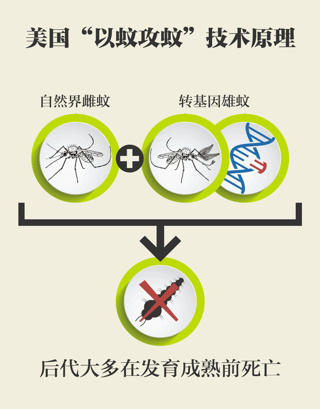 提议全面覆灭蚊子？蚊子在地球上有啥用？假设灭绝，会有何影响？