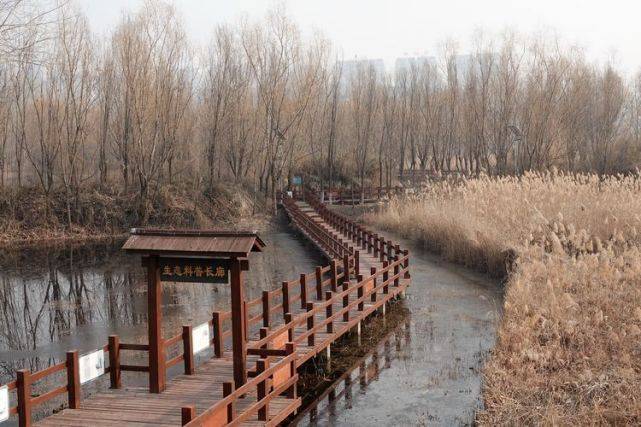 冬末春初，三门峡天鹅湖国度城市湿地公园风光