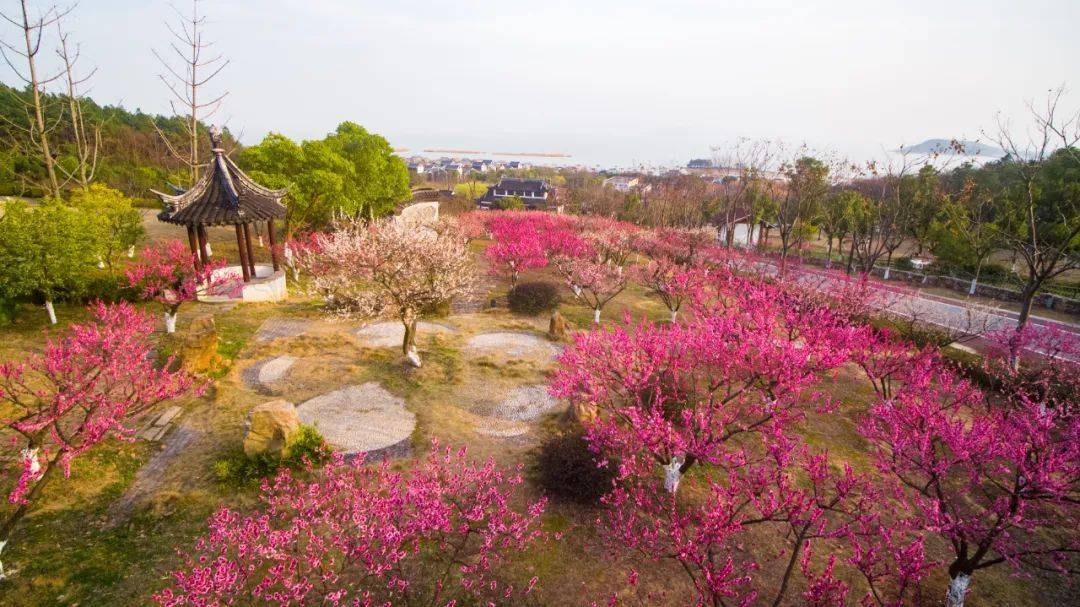 赏梅国风之旅，古寺禅意之旅……走进苏州太湖冬日生活