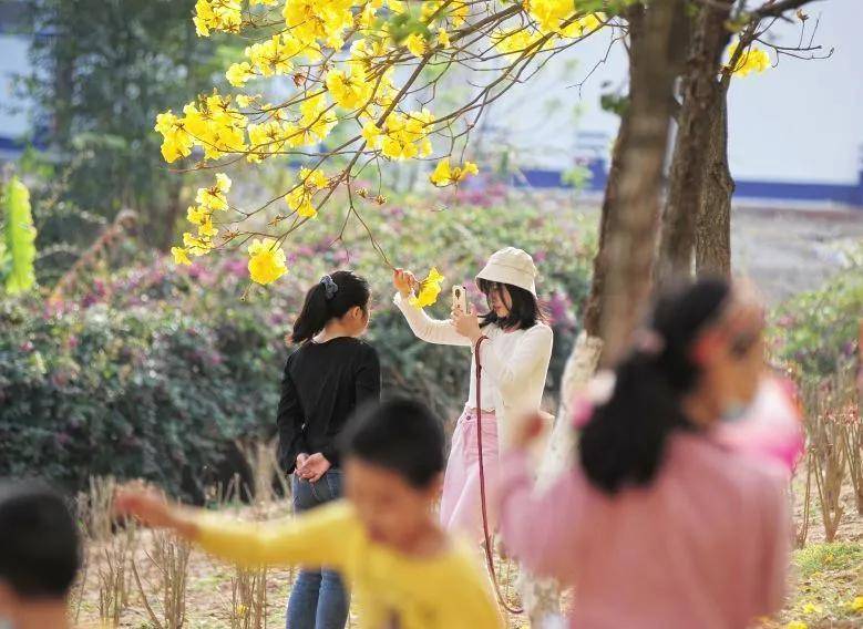 大片！钦州市区那些花海美哭了！你带着她，她带着丝巾