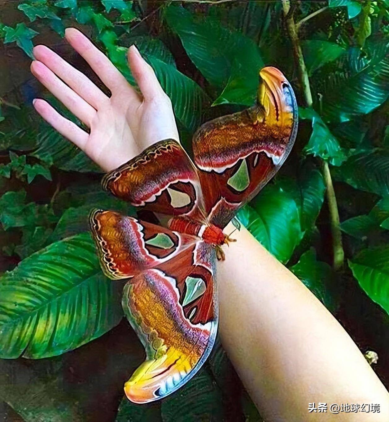 世间罕有生物_苏泊罕大草原有湖吗_世界罕见生物