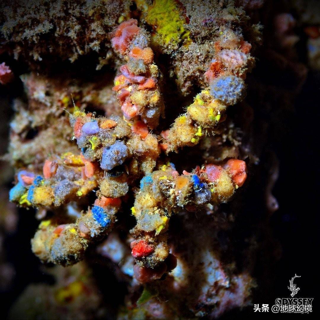 苏泊罕大草原有湖吗_世间罕有生物_世界罕见生物