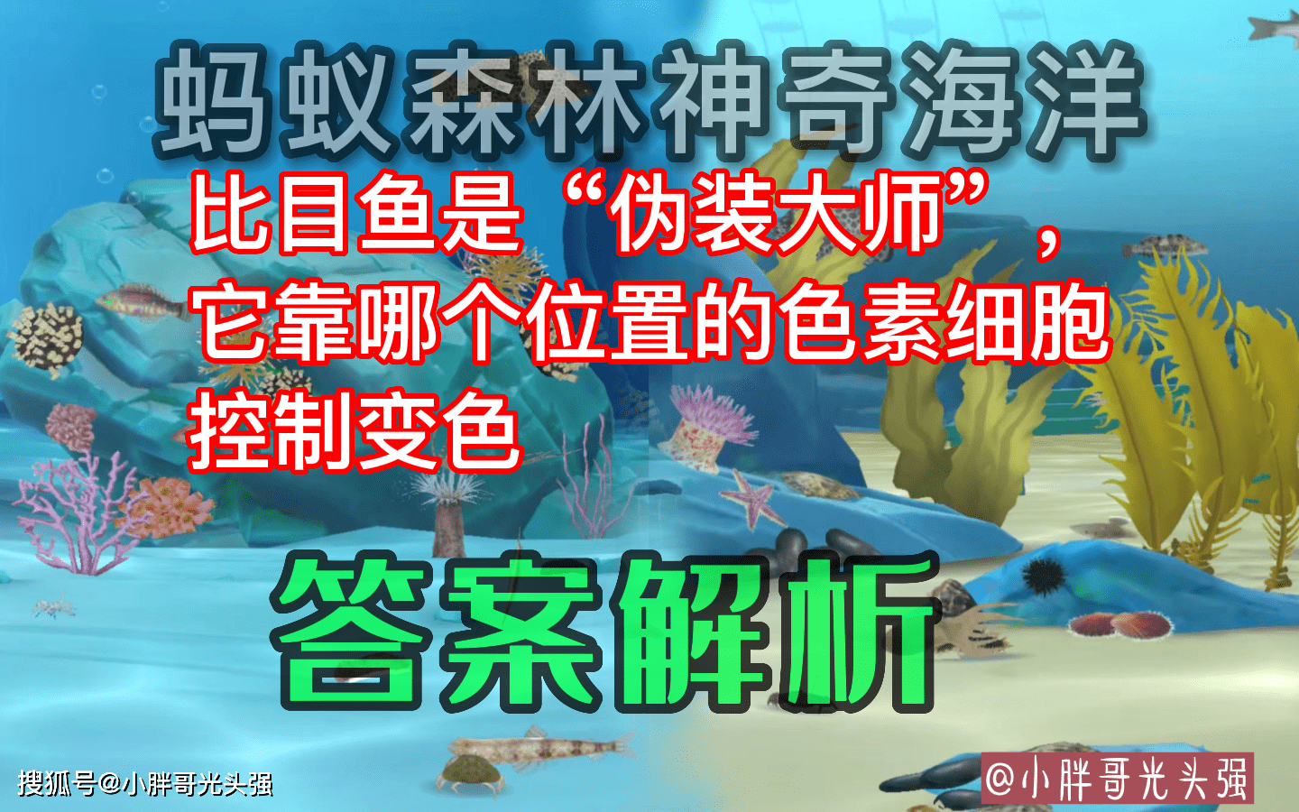 比目鱼是假装巨匠，它靠哪个位置的色素细胞控造变色？奇异海洋