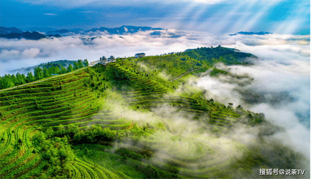 开云 开云体育官网探索茶业发展新机遇！第十一届贵州茶业经济年会究竟催生了多少可能？(图8)