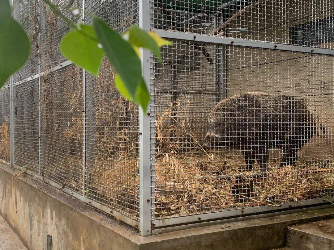 狂奔在南京陌头的野猪，结局若何？