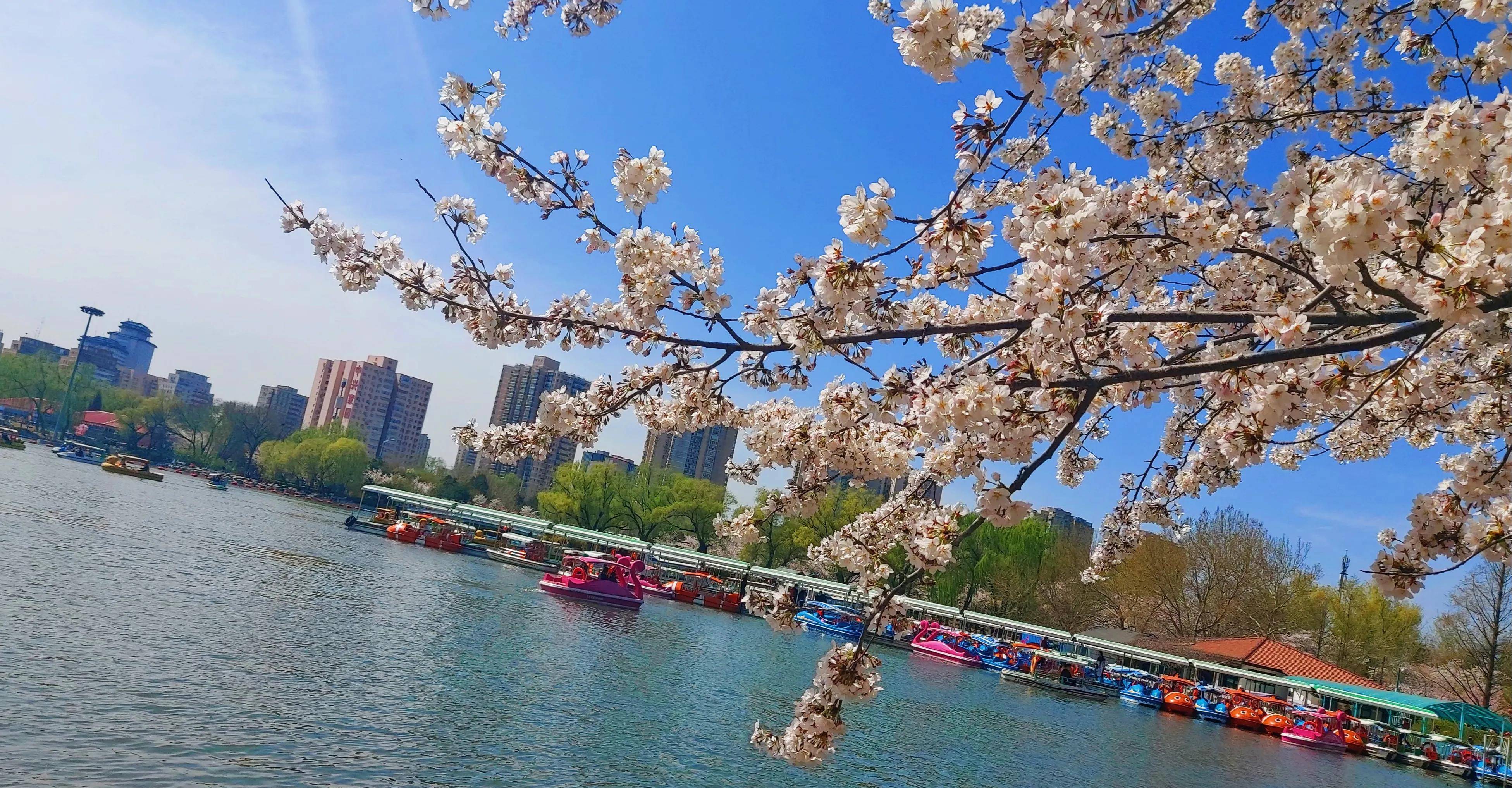 玉渊潭樱花节：水嵋潭幽三千尺，不及樱花送我情