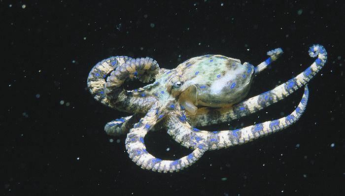 世界上最危险的生物，连奇异鸭嘴兽也潜伏杀机，你应该敬而远之