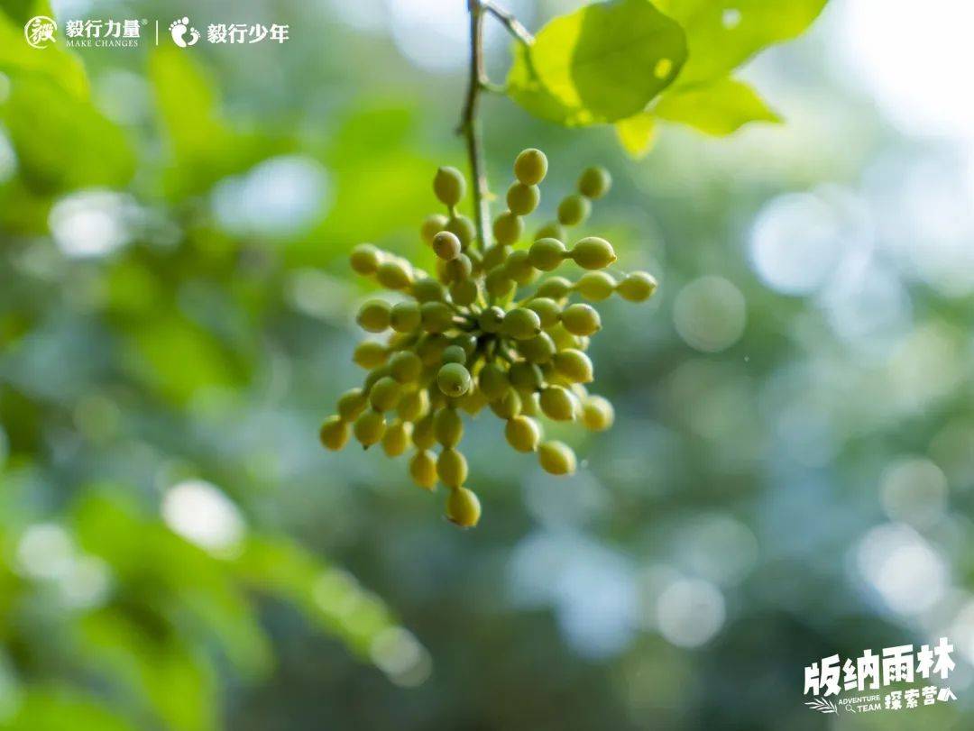 陪你去雨林 | 一群少年摸索家6天5晚西双版纳雨林之旅