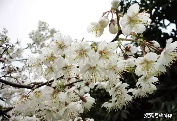 那份泸州春季赏花攻略已为你提早备好，酒城大地即将被它们铺满