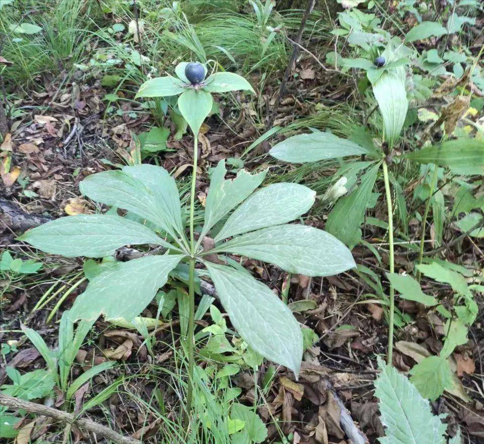 你晓得吗？辉南县龙湾景区的山野隐藏着那些有趣的数字动物