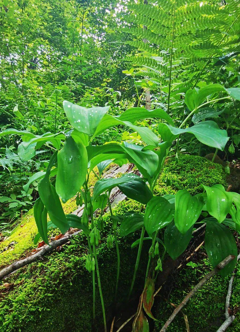 你晓得吗？辉南县龙湾景区的山野隐藏着那些有趣的数字动物