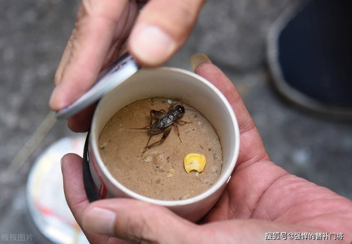 蟋蟀是若何发出啼声的？蟋蟀发出啼声有什么目标？蚂蚁庄园今日谜底