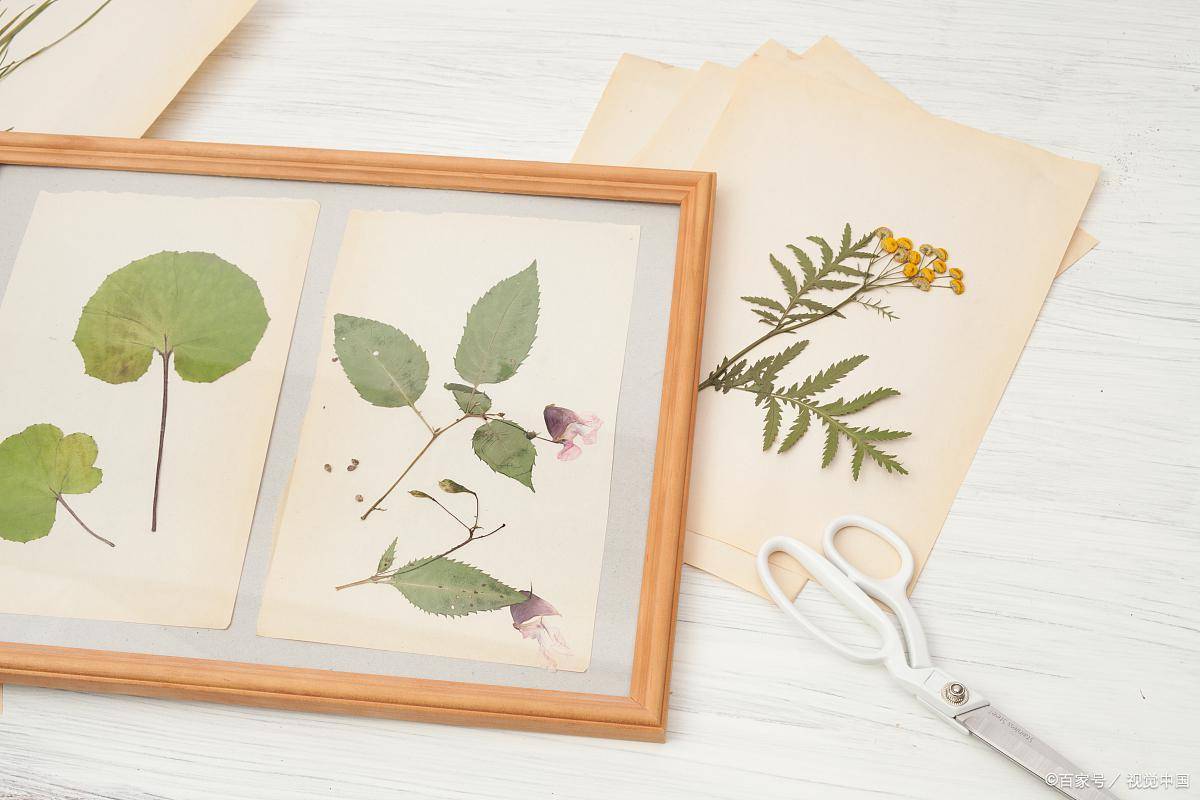 植物标本制作过程有哪些呢？