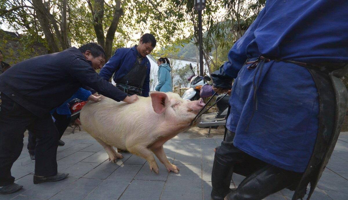 爷爷杀了2万头猪，临末前三天三夜不竭气，大伯端来猪血和杀猪刀