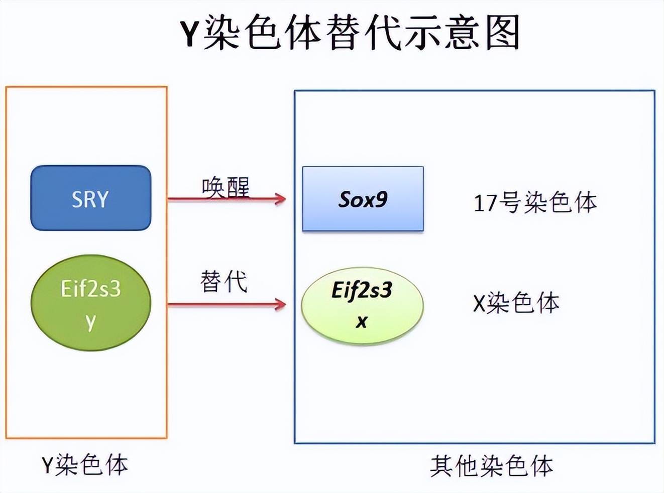 须眉竟然是女性XX染色体，Y染色体味被代替吗？