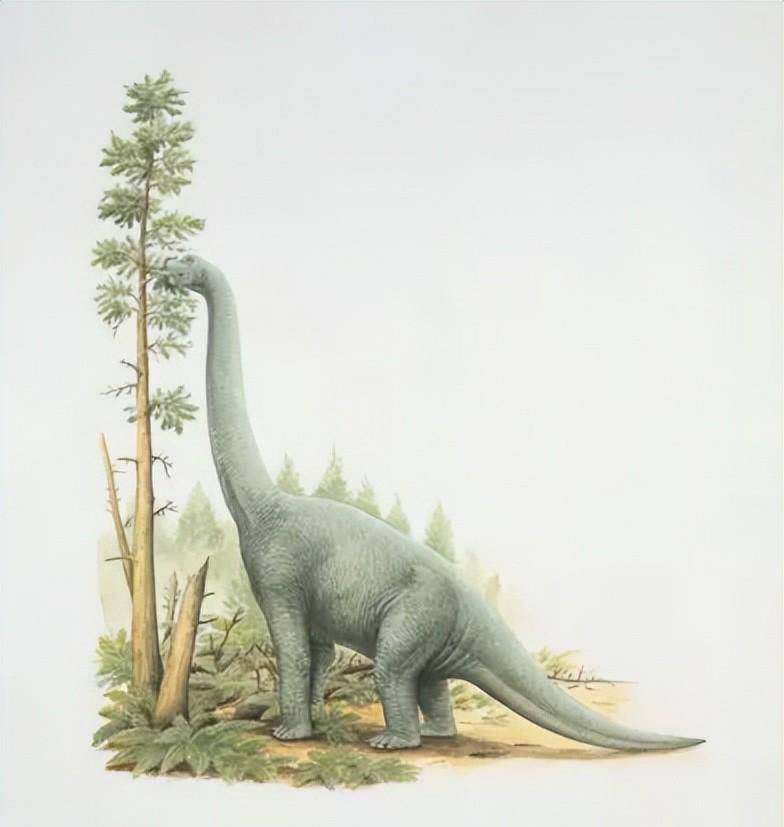 ����������ͼƬ�ͼ�飨����