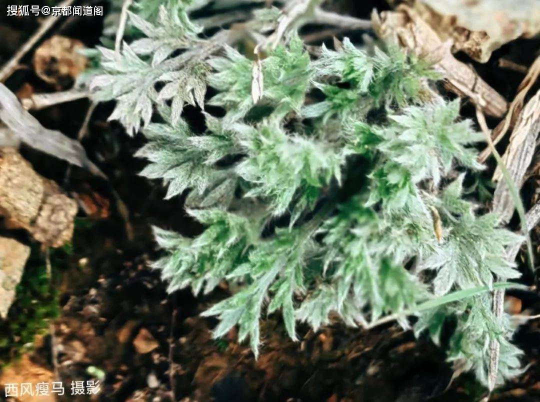 摄影配诗：茵陈（外两首）