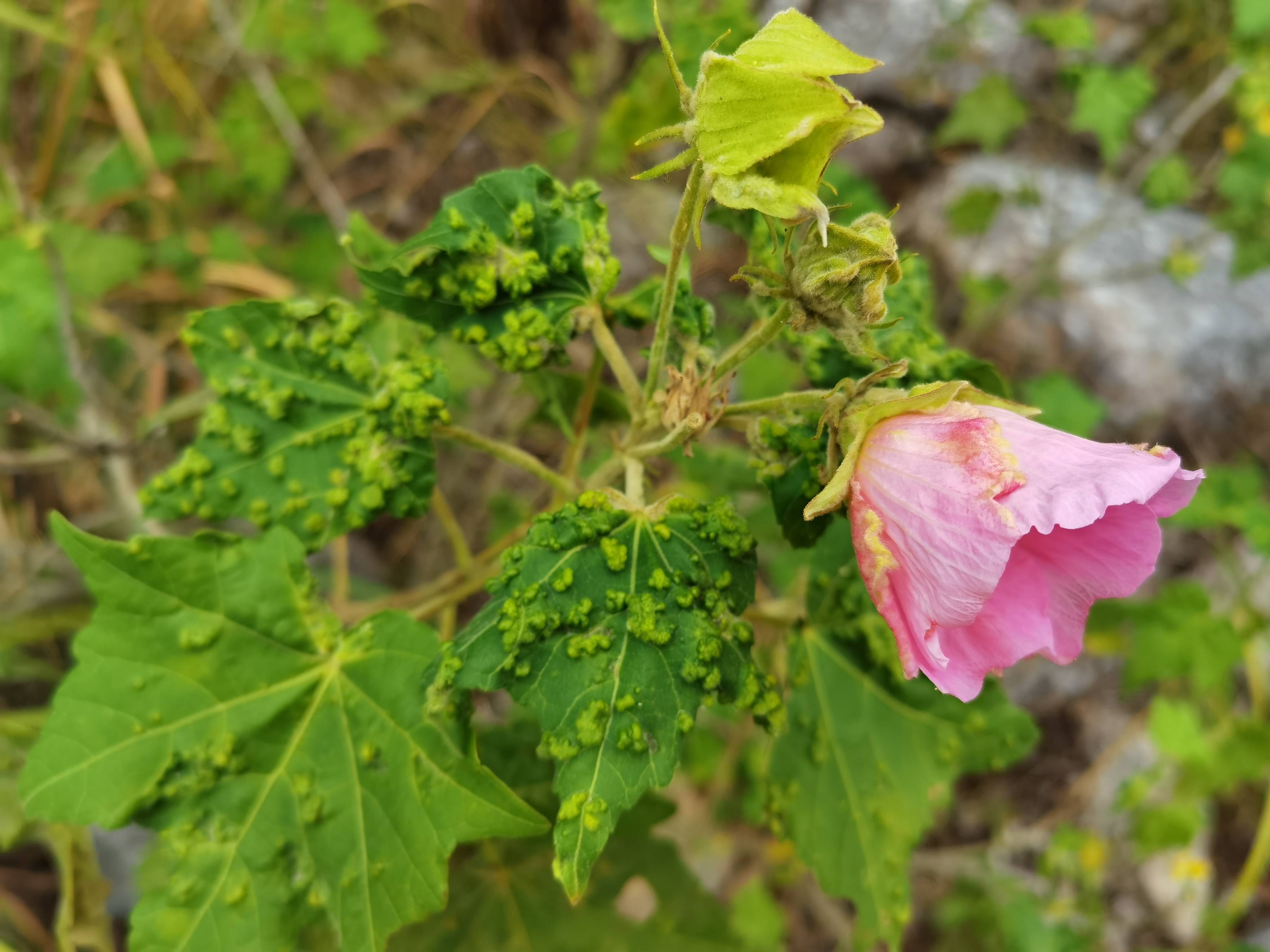 岁月留痕，抚痛无声：与吴康剑弟走过大瘟疫时代（三） 贵州凯里 唐欿