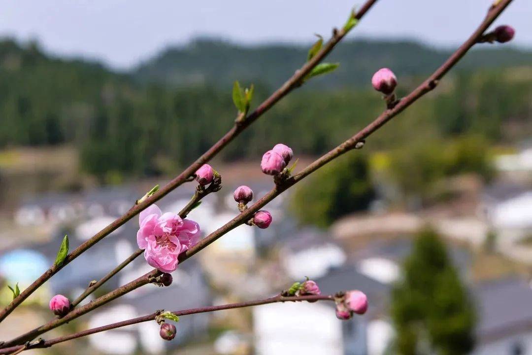 遂宁：永和家园女神节活动|赏识田园美景——做个精致女神