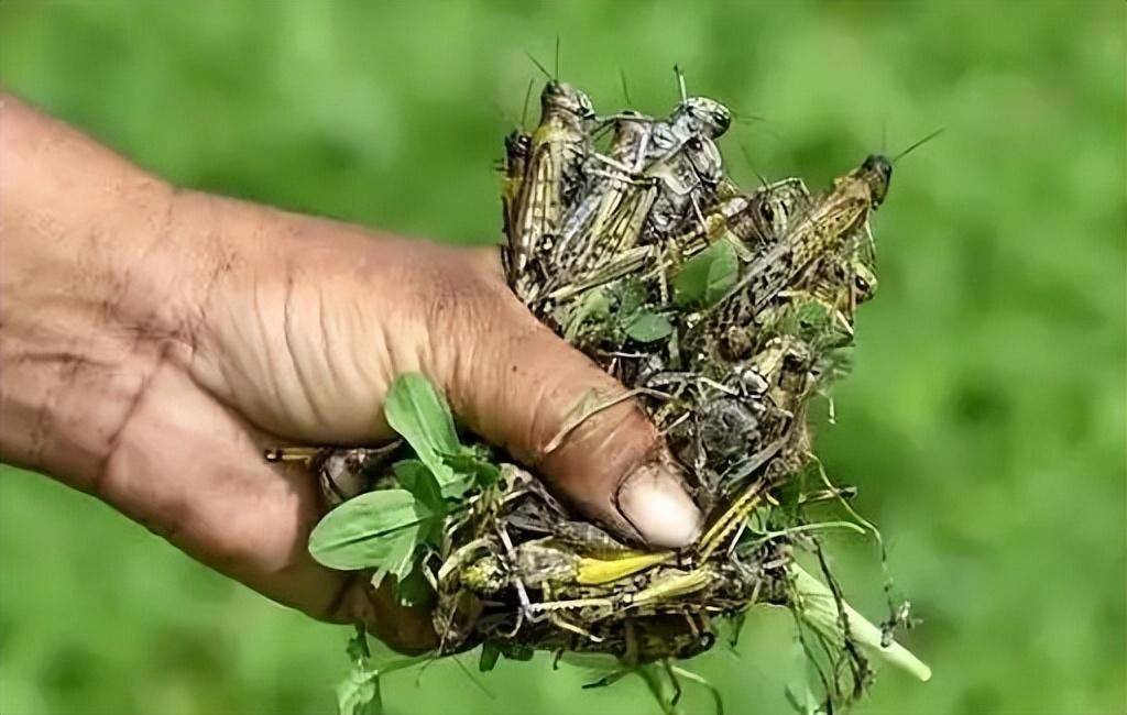 为什么闹蝗灾的时候，人们不食用蝗虫以度灾年？今天年长见识了