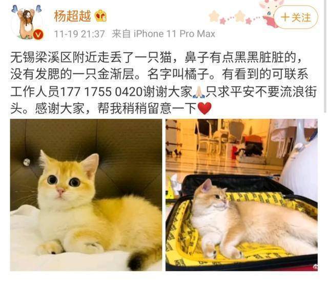 杨超越在线求帮忙：只求安然不要流离陌头，宠物猫已丧失一周