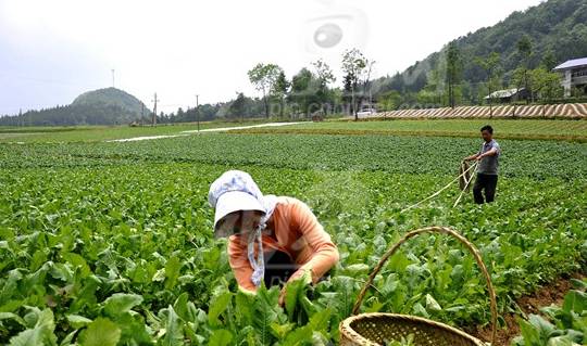 小产后，女生能够多吃那几种蔬菜，前三种都富含丰硕的维生素C