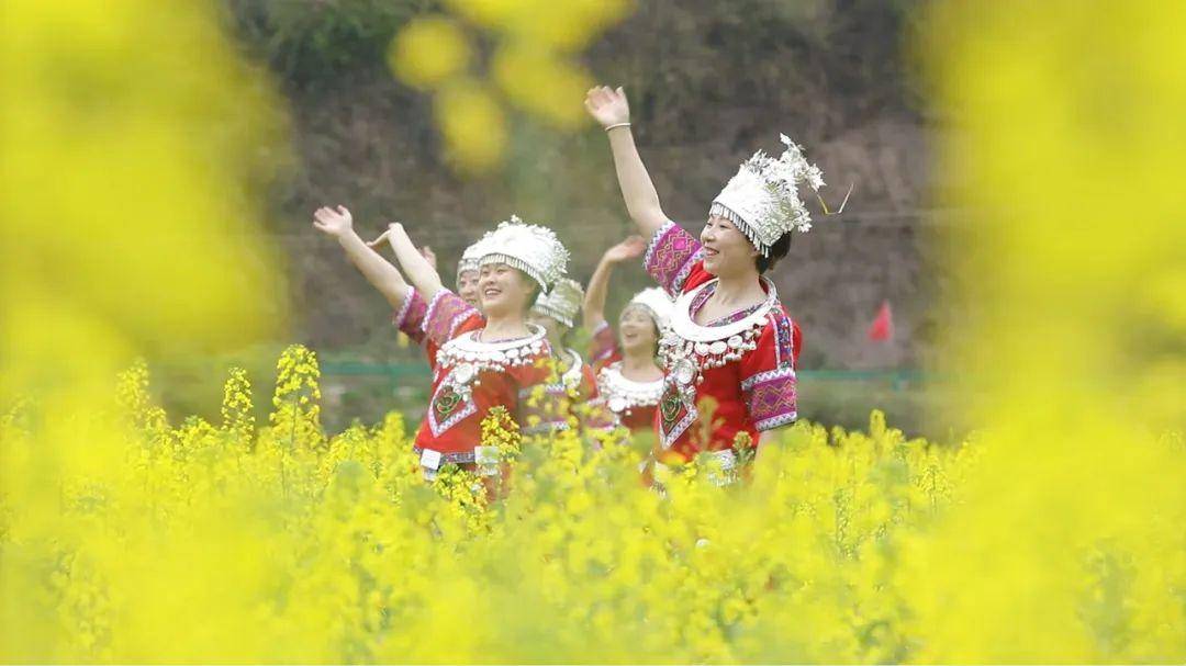 春入巴山丨那条绝美景不雅大道带你畅游金色油菜花海……