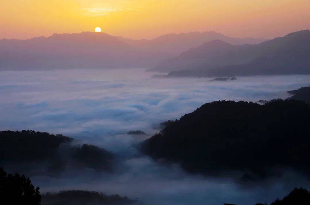 春入巴山丨那条绝美景不雅大道带你畅游金色油菜花海……