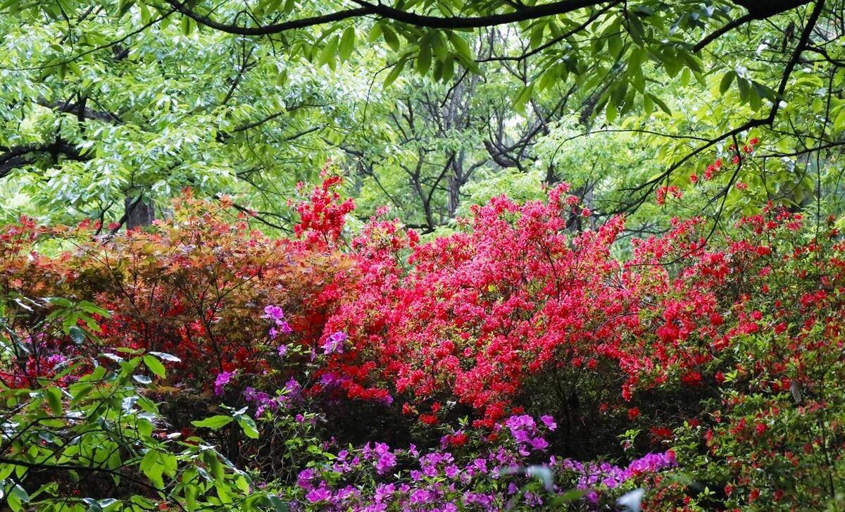 2023年昆明3月春城踏春赏花十大地点保举