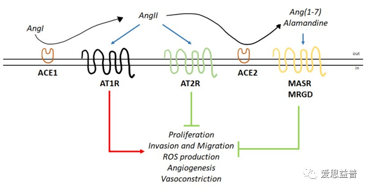 ����������֮GPCR�е������������Ӱ��