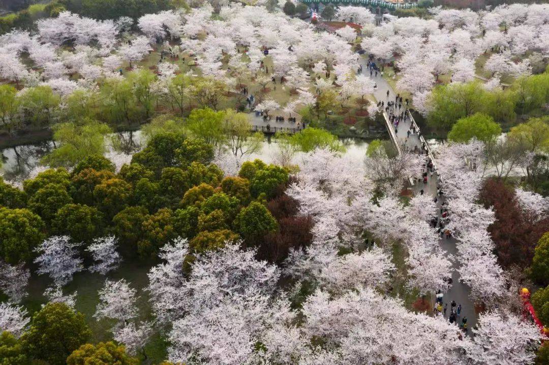 云赏樱！宝山融媒邀您一路全景旁观顾村公园樱花浪漫