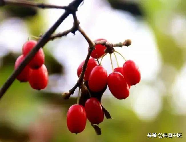 「每天学味中药」之山茱萸