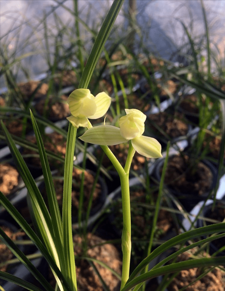 那种兰花花香芳香清远，花容肃静严厉清秀，阳台有空地，赶紧养一盆