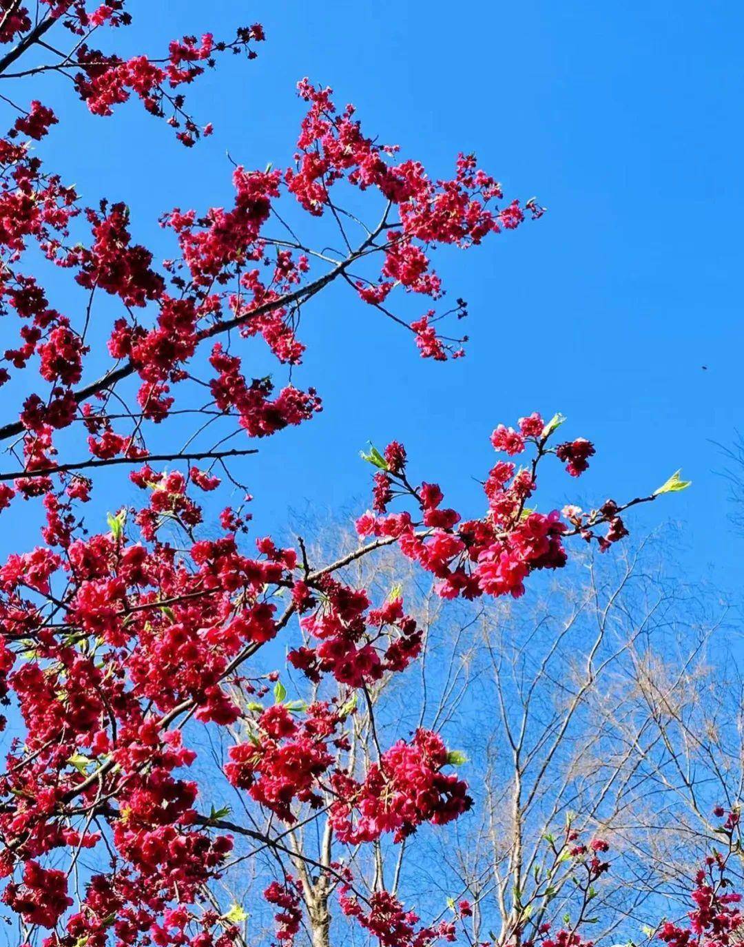 顾村花见（上海顾村公园）