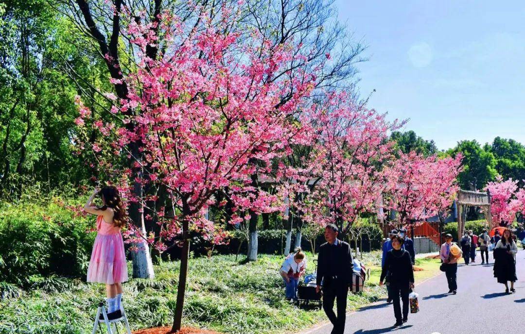 顾村花见（上海顾村公园）