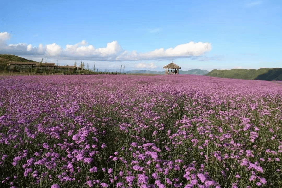 多彩贵州·花漾中国丨藏在贵州的春天·黔西南篇